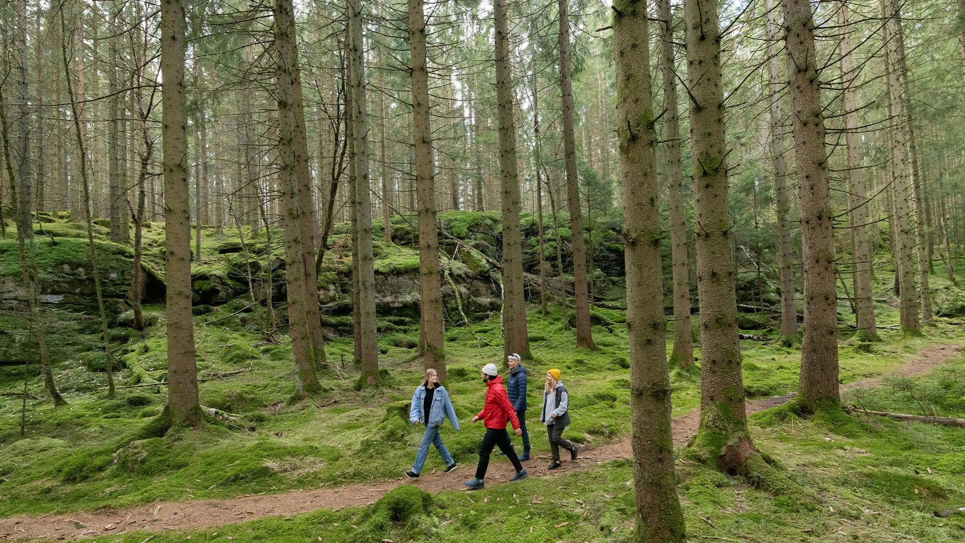Icebug employees walking in the forest